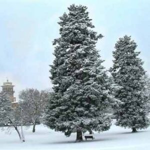 Balsam Fir
