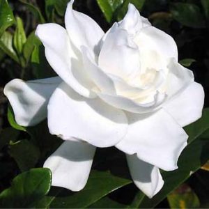 Gardenia Path
