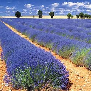 Lavender Fields